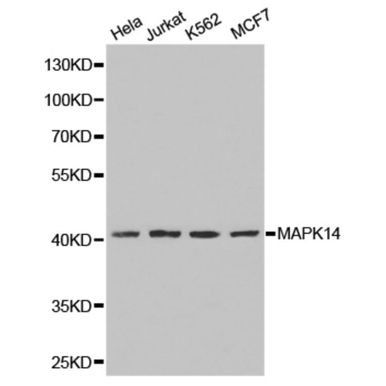 Western blot - MAPK14 Antibody from Signalway Antibody (32026) - Antibodies.com