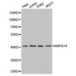 Western blot - MAPK14 Antibody from Signalway Antibody (32026) - Antibodies.com