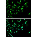 Immunofluorescence - MAPK14 Antibody from Signalway Antibody (32026) - Antibodies.com