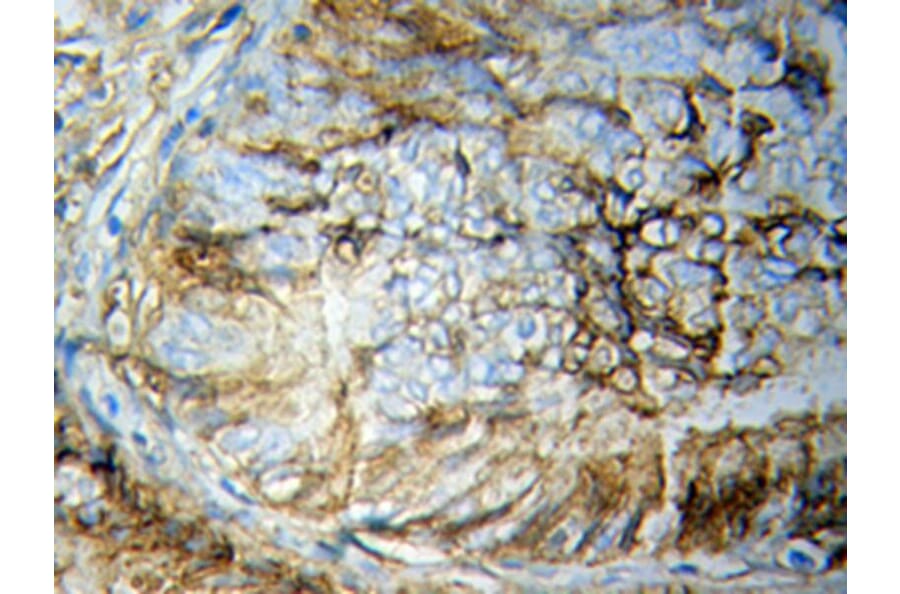 Immunohistochemistry - STAT5B Antibody from Signalway Antibody (32059) - Antibodies.com