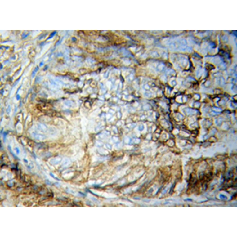 Immunohistochemistry - STAT5B Antibody from Signalway Antibody (32059) - Antibodies.com