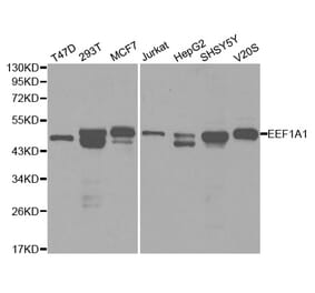 Western blot - EEF1A1 Antibody from Signalway Antibody (32103) - Antibodies.com