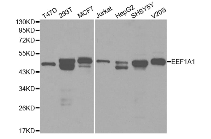 Western blot - EEF1A1 Antibody from Signalway Antibody (32103) - Antibodies.com