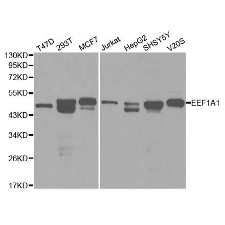 Western blot - EEF1A1 Antibody from Signalway Antibody (32103) - Antibodies.com