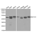 Western blot - EEF1A1 Antibody from Signalway Antibody (32103) - Antibodies.com