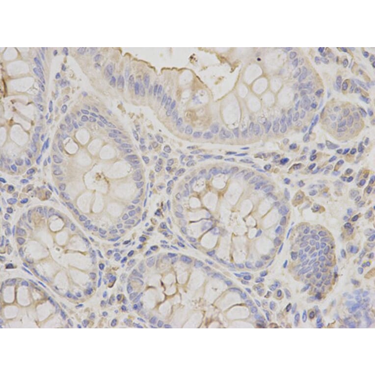Immunohistochemistry - EEF1A1 Antibody from Signalway Antibody (32103) - Antibodies.com