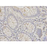 Immunohistochemistry - EEF1A1 Antibody from Signalway Antibody (32103) - Antibodies.com