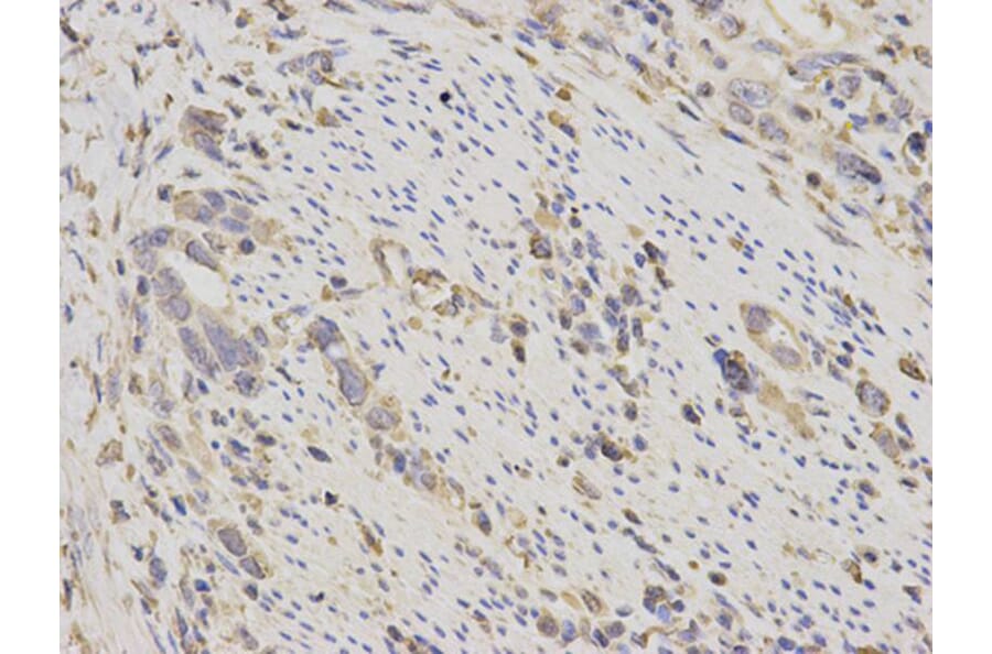 Immunohistochemistry - EEF1A1 Antibody from Signalway Antibody (32103) - Antibodies.com