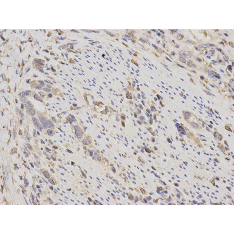 Immunohistochemistry - EEF1A1 Antibody from Signalway Antibody (32103) - Antibodies.com