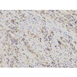 Immunohistochemistry - EEF1A1 Antibody from Signalway Antibody (32103) - Antibodies.com