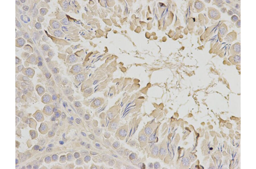 Immunohistochemistry - EEF1A1 Antibody from Signalway Antibody (32103) - Antibodies.com