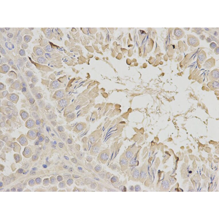 Immunohistochemistry - EEF1A1 Antibody from Signalway Antibody (32103) - Antibodies.com