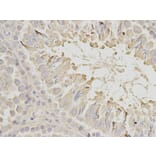 Immunohistochemistry - EEF1A1 Antibody from Signalway Antibody (32103) - Antibodies.com