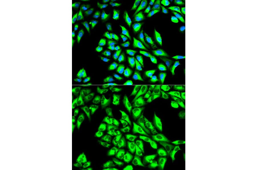 Immunofluorescence - EEF1A1 Antibody from Signalway Antibody (32103) - Antibodies.com