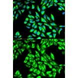 Immunofluorescence - EEF1A1 Antibody from Signalway Antibody (32103) - Antibodies.com