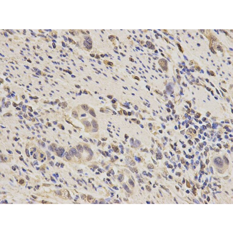 Immunohistochemistry - PPP3CA Antibody from Signalway Antibody (32139) - Antibodies.com
