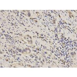 Immunohistochemistry - PPP3CA Antibody from Signalway Antibody (32139) - Antibodies.com