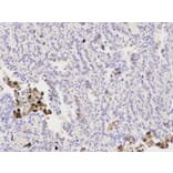 Immunohistochemistry - PPP1CB Antibody from Signalway Antibody (32152) - Antibodies.com