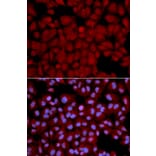 Immunofluorescence - PPP1CB Antibody from Signalway Antibody (32152) - Antibodies.com