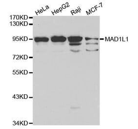 Western blot - MAD1L1 Antibody from Signalway Antibody (32187) - Antibodies.com