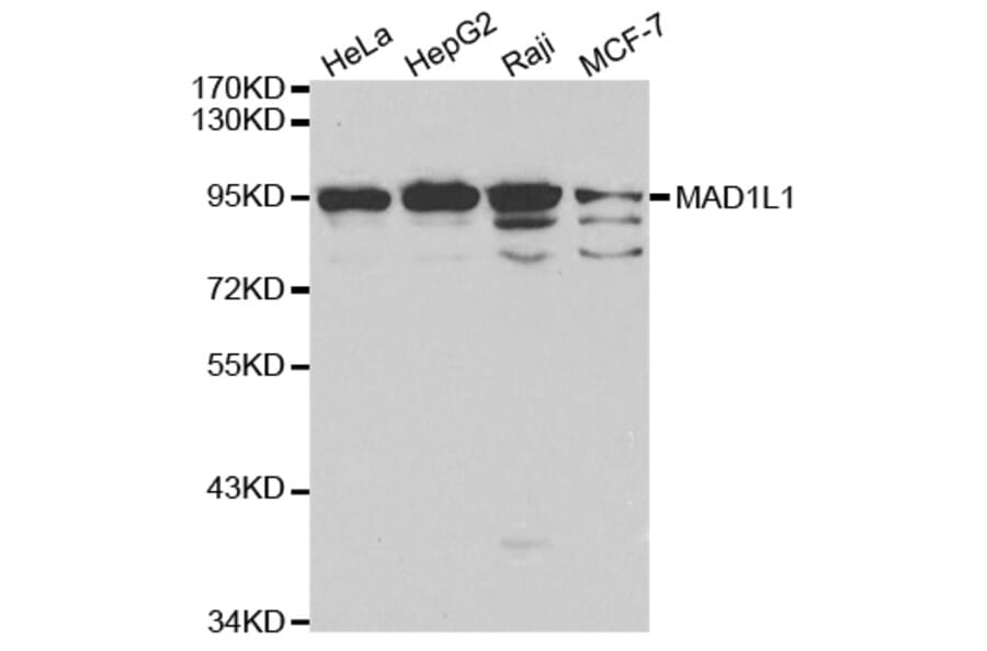 Western blot - MAD1L1 Antibody from Signalway Antibody (32187) - Antibodies.com