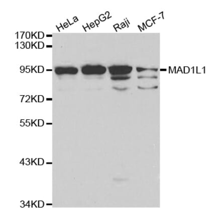 Western blot - MAD1L1 Antibody from Signalway Antibody (32187) - Antibodies.com