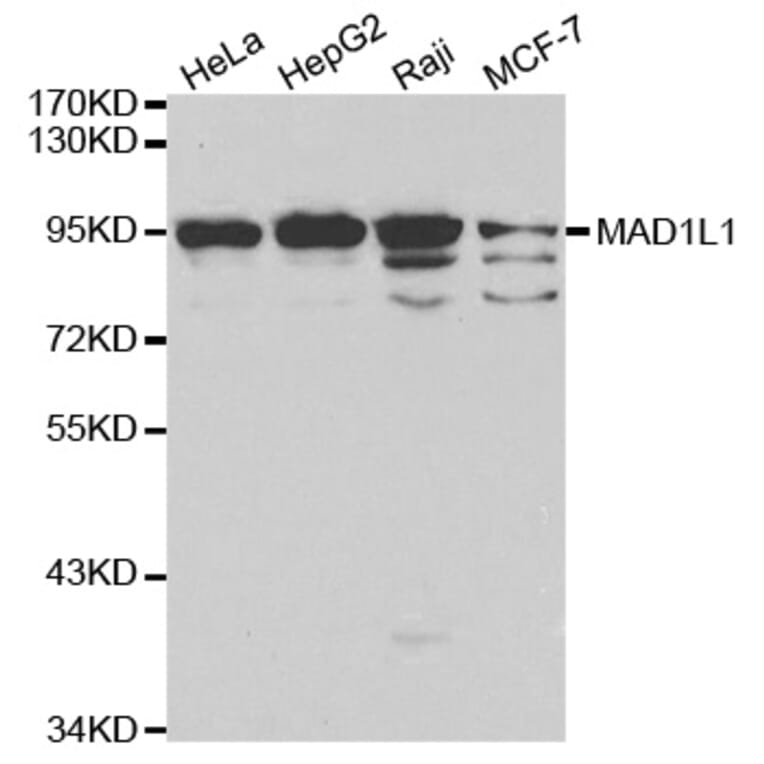 Western blot - MAD1L1 Antibody from Signalway Antibody (32187) - Antibodies.com