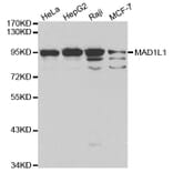 Western blot - MAD1L1 Antibody from Signalway Antibody (32187) - Antibodies.com