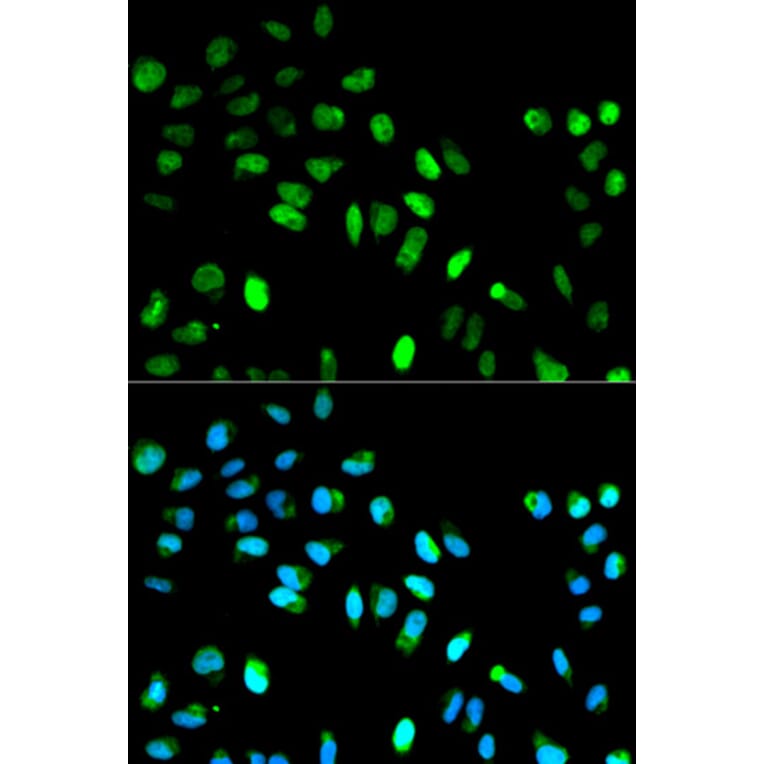 Immunofluorescence - MAD1L1 Antibody from Signalway Antibody (32187) - Antibodies.com