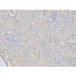 Immunohistochemistry - PYCARD Antibody from Signalway Antibody (32200) - Antibodies.com