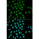 Immunofluorescence - PYCARD Antibody from Signalway Antibody (32200) - Antibodies.com
