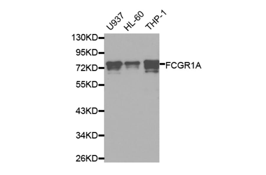 Western blot - FCGR1A Antibody from Signalway Antibody (32221) - Antibodies.com