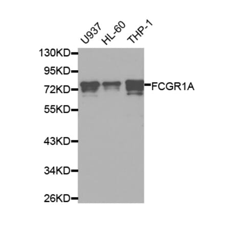 Western blot - FCGR1A Antibody from Signalway Antibody (32221) - Antibodies.com
