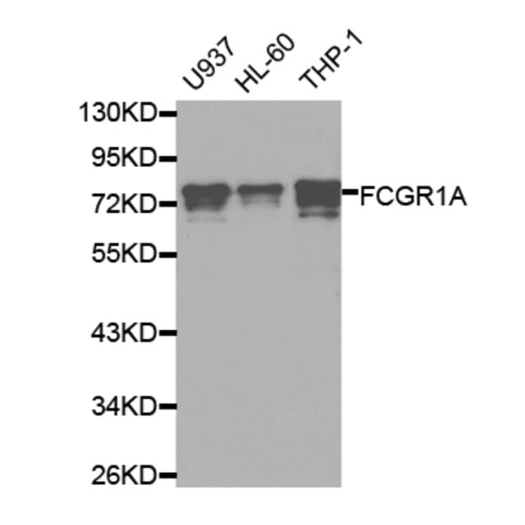 Western blot - FCGR1A Antibody from Signalway Antibody (32221) - Antibodies.com