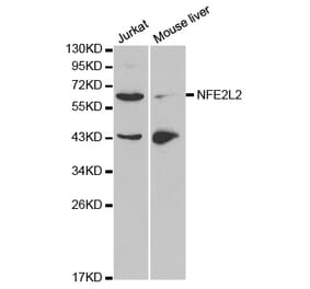 Western blot - NFE2L2 Antibody from Signalway Antibody (32254) - Antibodies.com