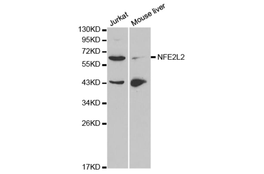 Western blot - NFE2L2 Antibody from Signalway Antibody (32254) - Antibodies.com