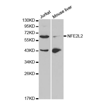 Western blot - NFE2L2 Antibody from Signalway Antibody (32254) - Antibodies.com
