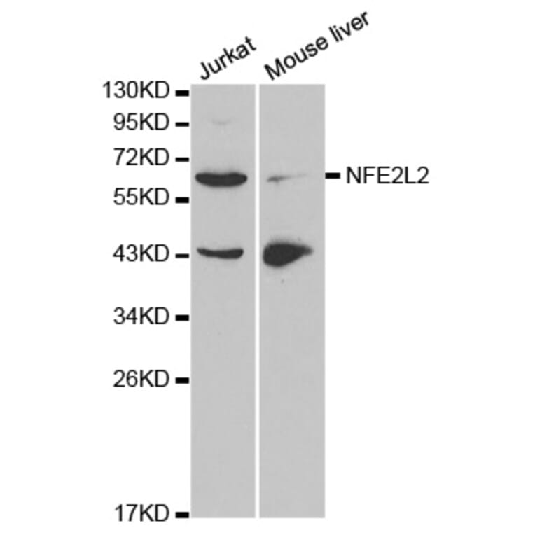 Western blot - NFE2L2 Antibody from Signalway Antibody (32254) - Antibodies.com