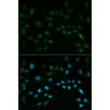 Immunofluorescence - NFE2L2 Antibody from Signalway Antibody (32254) - Antibodies.com