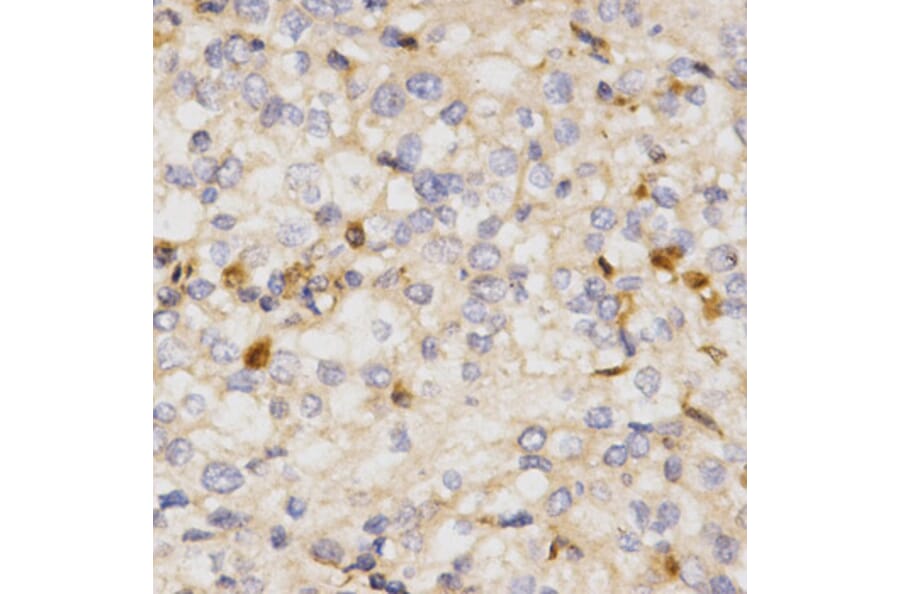 Immunohistochemistry - NFE2L2 Antibody from Signalway Antibody (32254) - Antibodies.com
