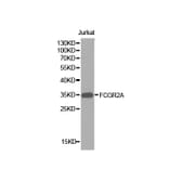 Western blot - FCGR2A Antibody from Signalway Antibody (32270) - Antibodies.com