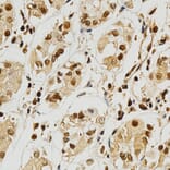 Immunohistochemistry - NFATC1 Antibody from Signalway Antibody (32303) - Antibodies.com