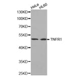 Western blot - TNF-R1 Antibody from Signalway Antibody (32304) - Antibodies.com