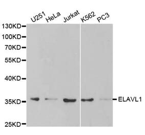 Western blot - ELAVL1 Antibody from Signalway Antibody (32337) - Antibodies.com