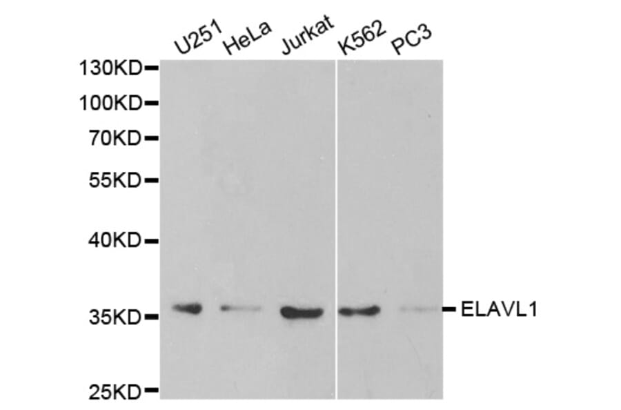 Western blot - ELAVL1 Antibody from Signalway Antibody (32337) - Antibodies.com