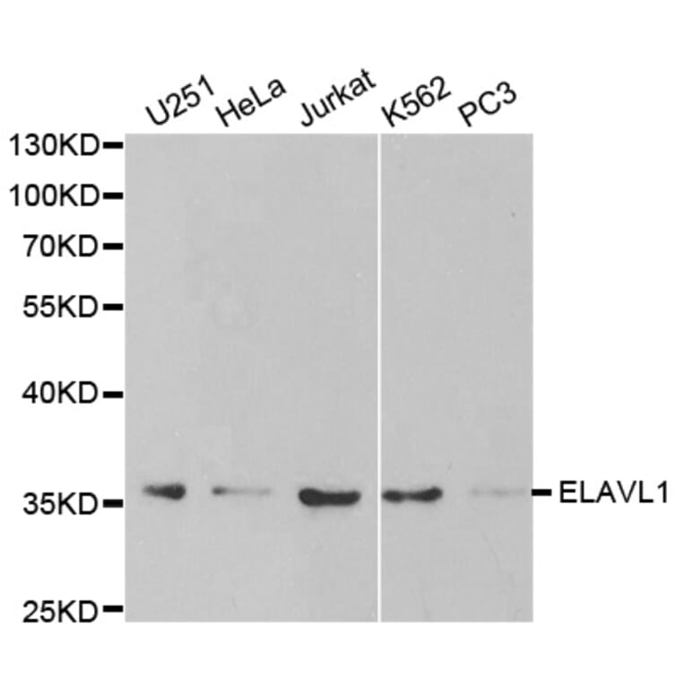 Western blot - ELAVL1 Antibody from Signalway Antibody (32337) - Antibodies.com