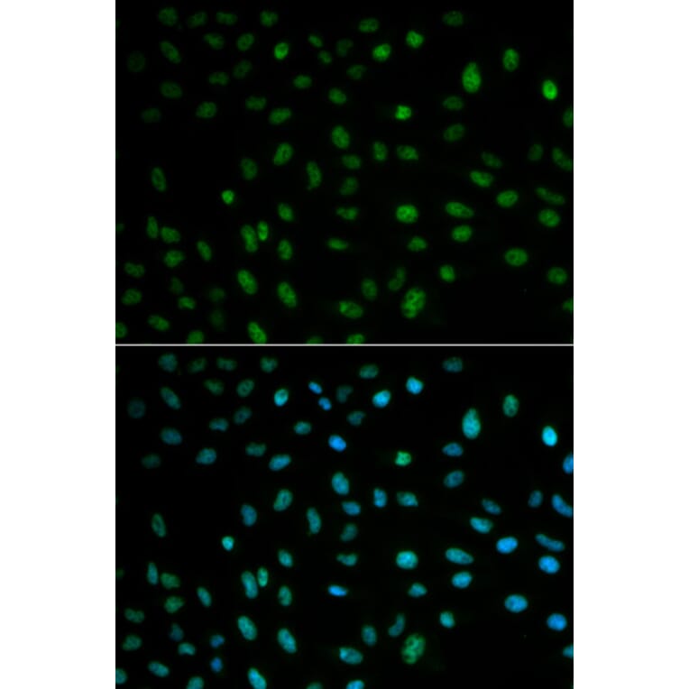 Immunofluorescence - ELAVL1 Antibody from Signalway Antibody (32337) - Antibodies.com