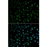 Immunofluorescence - ELAVL1 Antibody from Signalway Antibody (32337) - Antibodies.com
