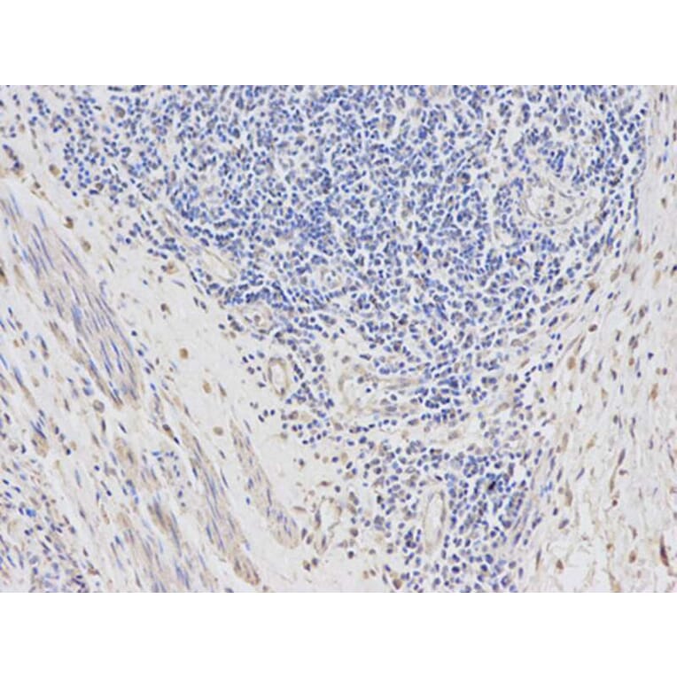 Immunohistochemistry - DTNBP1 Antibody from Signalway Antibody (32355) - Antibodies.com