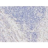 Immunohistochemistry - DTNBP1 Antibody from Signalway Antibody (32355) - Antibodies.com